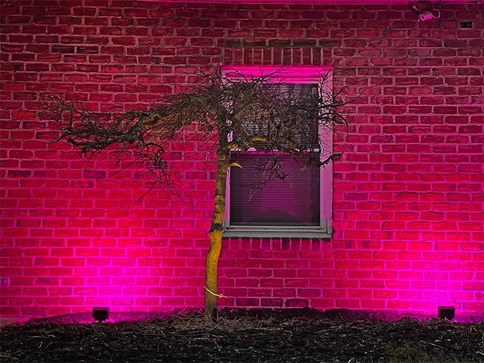 NITE-FL20RGBCW light in shade pink lighting up a brick wall and a small tree to display the color changing bulbs